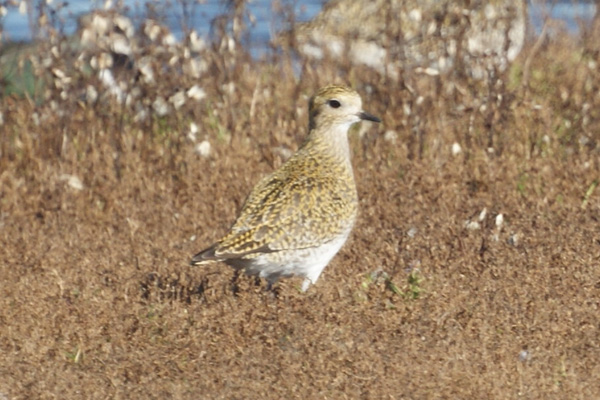 goudplevier