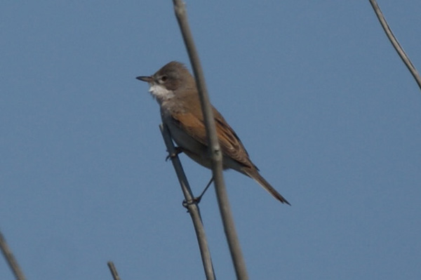 grasmus