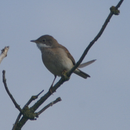 grasmus