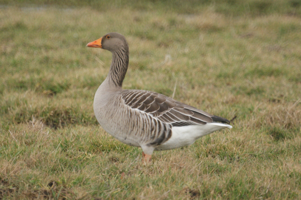grauwe gans