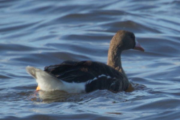 grauwe gans