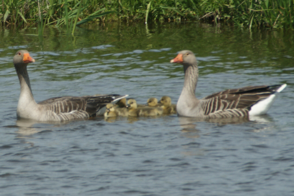 grauwe gans