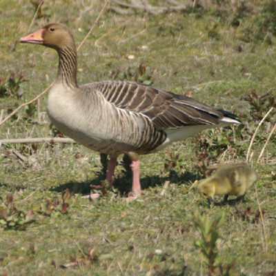 grauwe gans