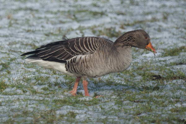 grauwe gans