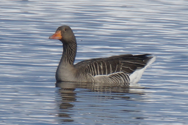 grauwe gans