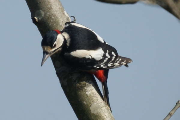 grote bonte specht