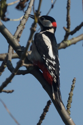 grote bonte specht