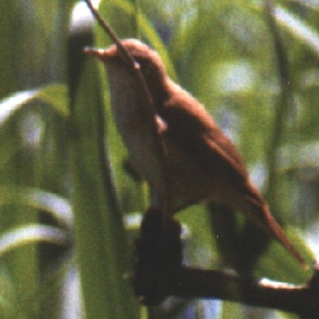 grote karekiet
