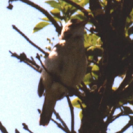 grote karekiet