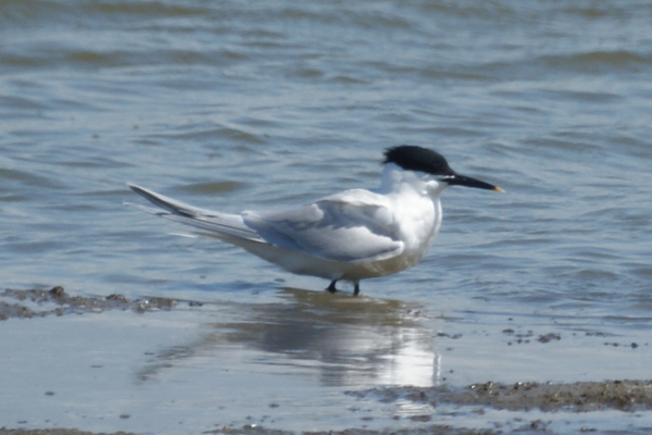 grote stern