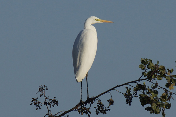 grote zilverreiger