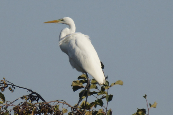 grote zilverreiger