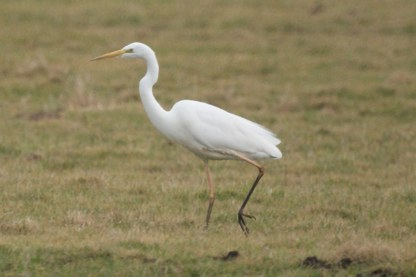 grote zilverreiger