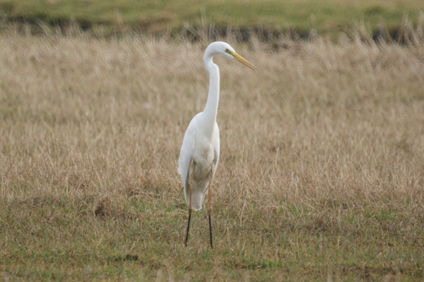 grote zilverreiger