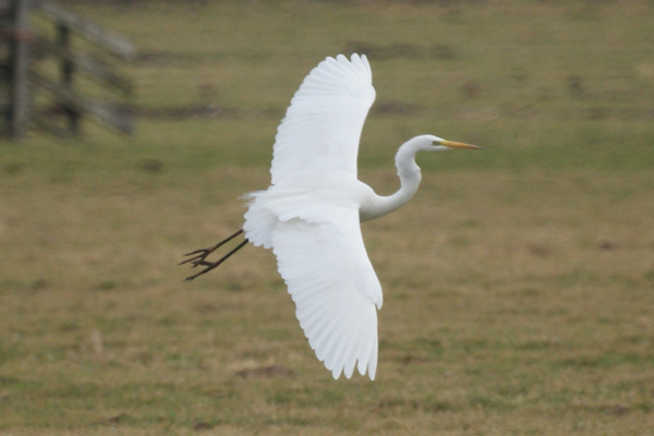 grote zilverreiger