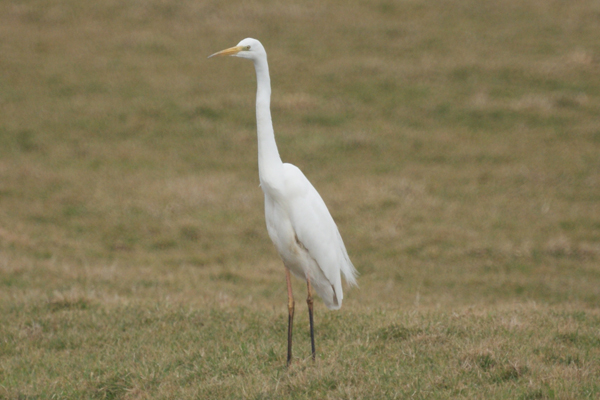 grote zilverreiger