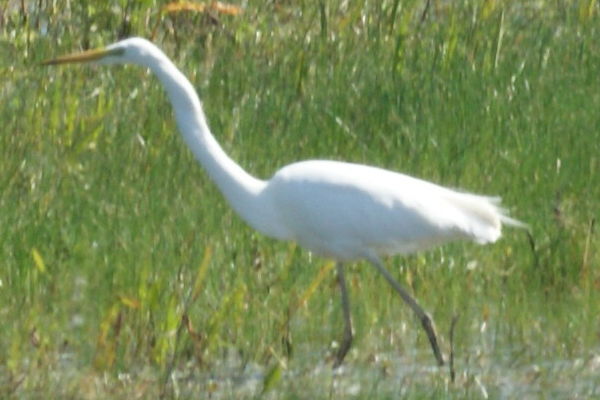 grote zilverreiger