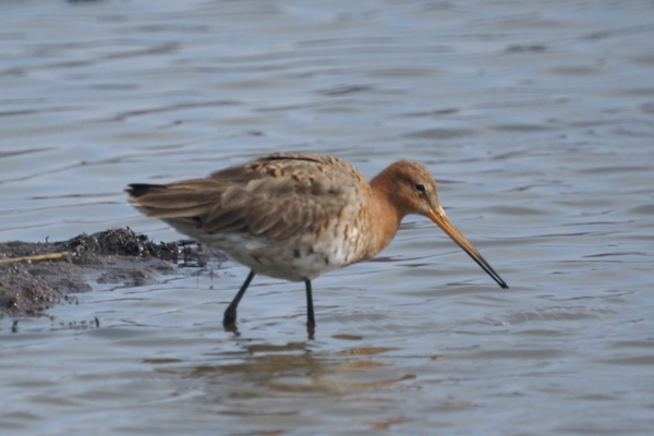 grutto