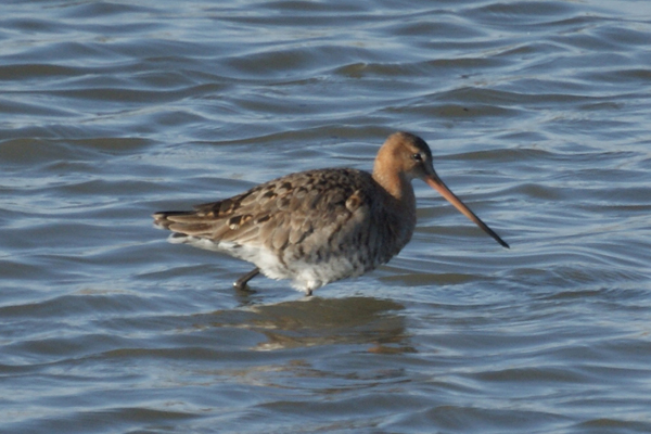 grutto