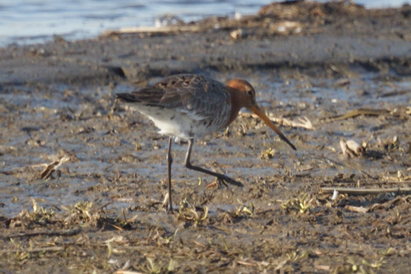 grutto