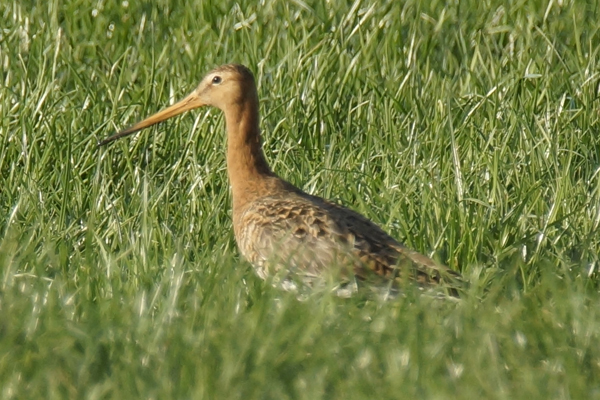 grutto