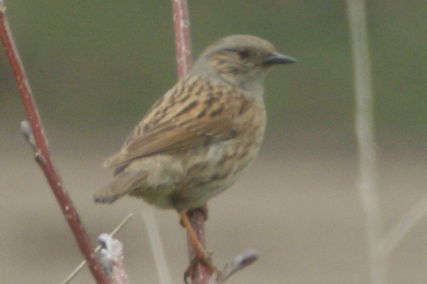 heggenmus