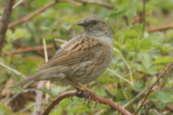 heggenmus