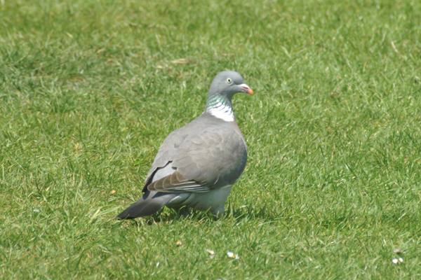 houtduif