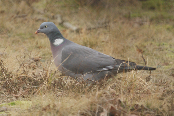 houtduif