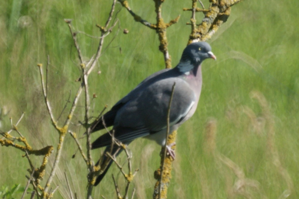 houtduif