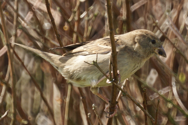 huismus