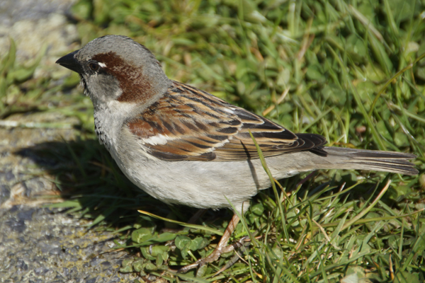huismus