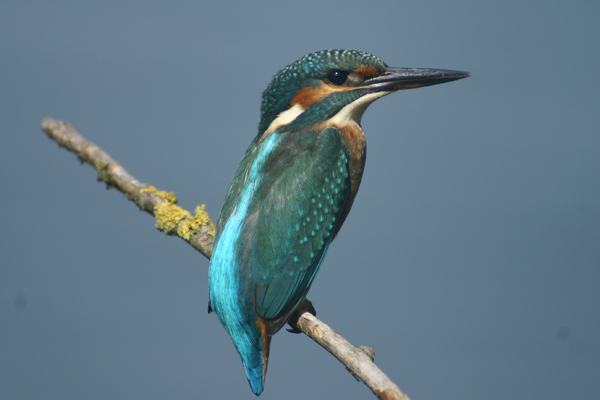 ijsvogel