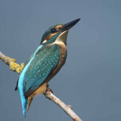 ijsvogel