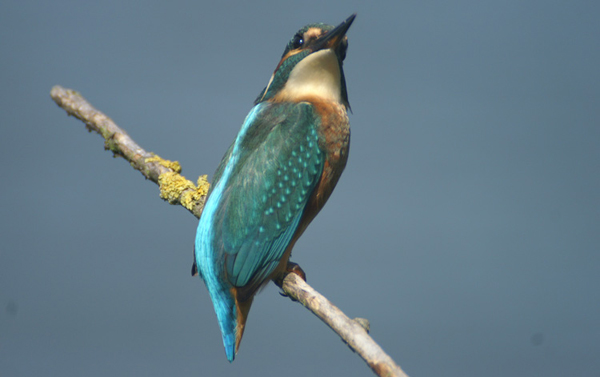 ijsvogel