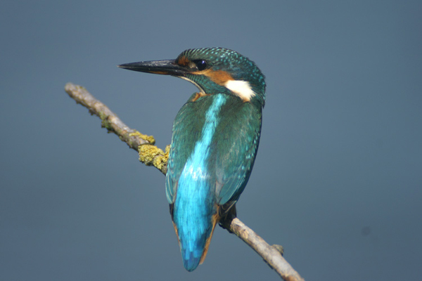 ijsvogel