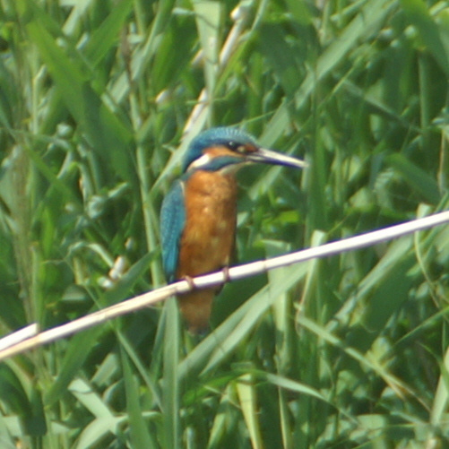 ijsvogel