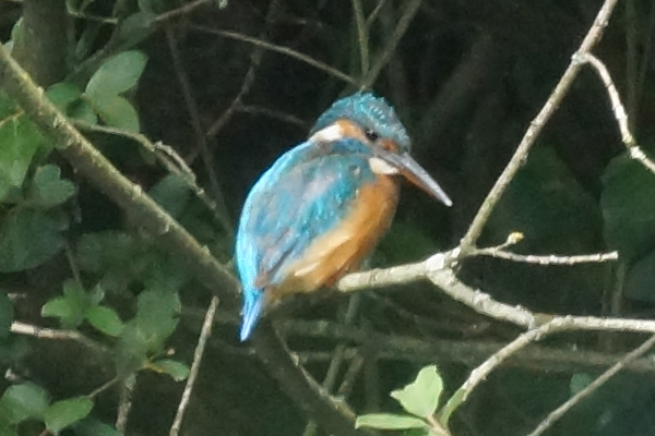 ijsvogel