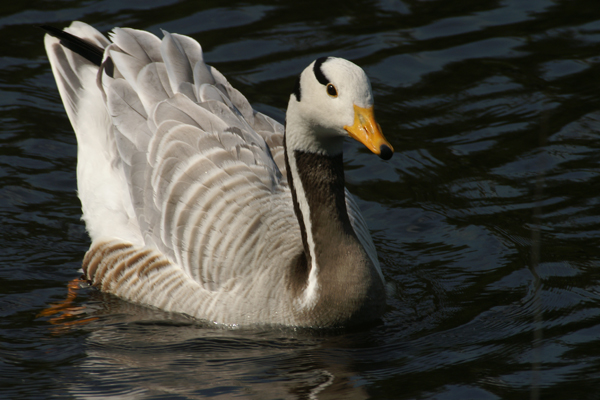 indische gans