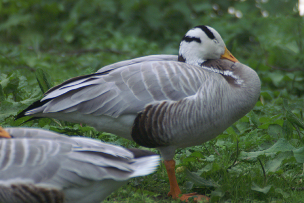 indische gans