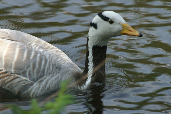 indische gans
