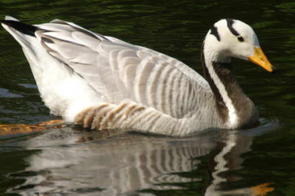 indische gans