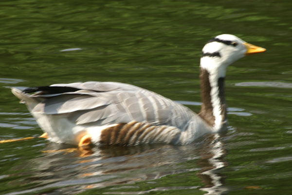 indische gans