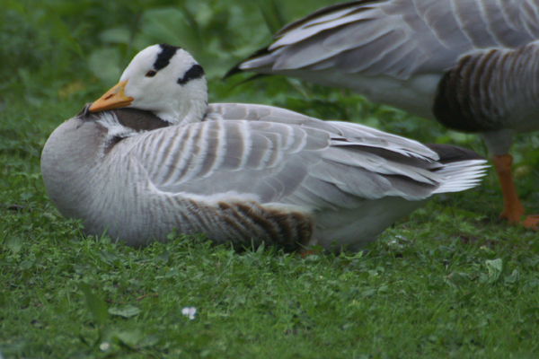 indische gans