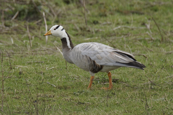 indische gans
