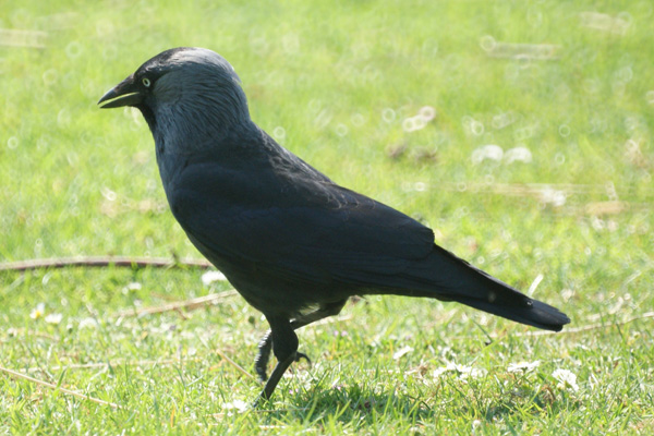 kauw