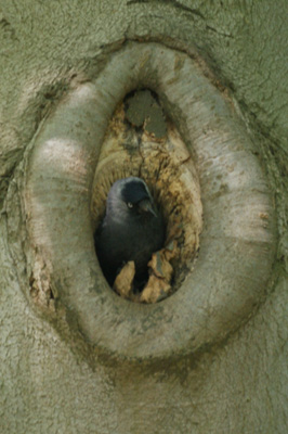 kauw