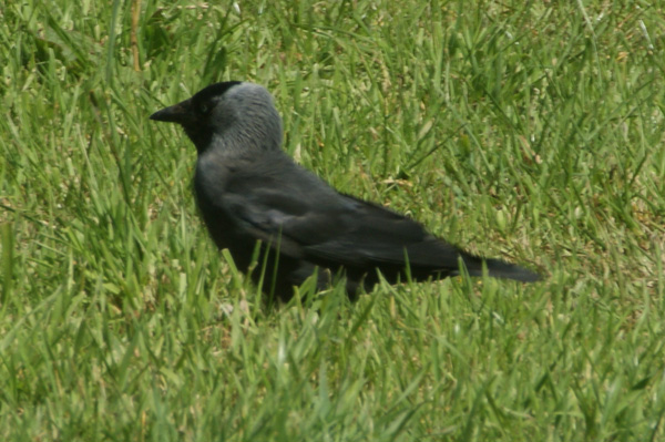 kauw