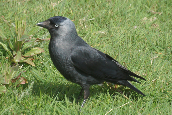 kauw