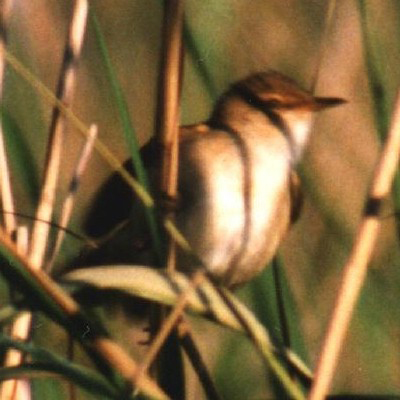 kleine karekiet